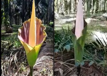 Geger, Mirip Bunga Bangkai Kebun Raya Bogor Ditemukan Warga Di Kebun