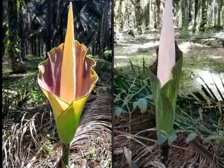 Geger, Mirip Bunga Bangkai Kebun Raya Bogor Ditemukan Warga Di Kebun