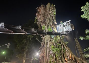 Target Penyelesaian Pemangkasan Pohon Karet Kebo Setinggi 1 Meter dari Permukaan Tanah