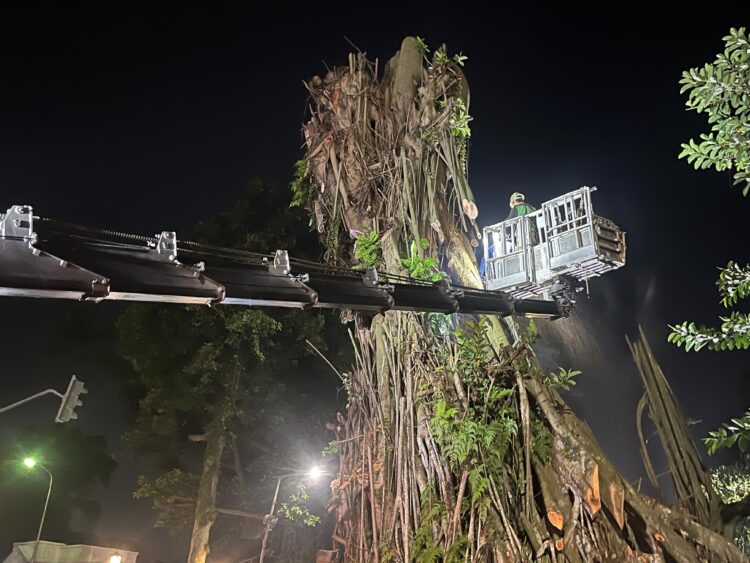 Target Penyelesaian Pemangkasan Pohon Karet Kebo Setinggi 1 Meter dari Permukaan Tanah
