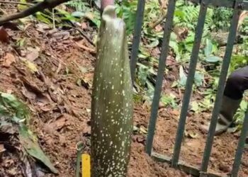 Bangkit dari Tidur Panjang, Bunga Bangkai Raksasa Gegerkan Kebun Raya Bogor