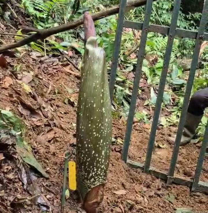 Bangkit dari Tidur Panjang, Bunga Bangkai Raksasa Gegerkan Kebun Raya Bogor