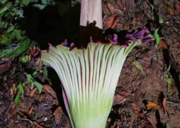 Bunga Bangkai Yang Terancam Punah Telah Mekar di Kebun Raya Bogor Setelah 13 Tahun Tidur