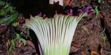 Bunga Bangkai Yang Terancam Punah Telah Mekar di Kebun Raya Bogor Setelah 13 Tahun Tidur